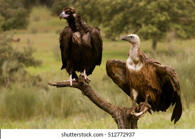 Griffon Vulture Flying . Gyps Fulvus