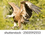 Griffon vulture flying in a high mountain area with bushes with yellow flowers with the last lights of a spring day