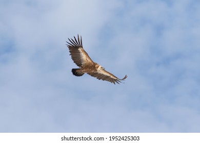 Griffon Vulture Flying Over The Valley
