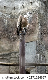 Griffon Vulture Is A Genus Of Old World Vultures.