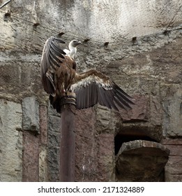 Griffon Vulture Is A Genus Of Old World Vultures.