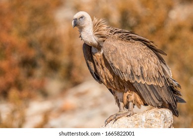 A Griffon Vulture (Gyps Fulvus)