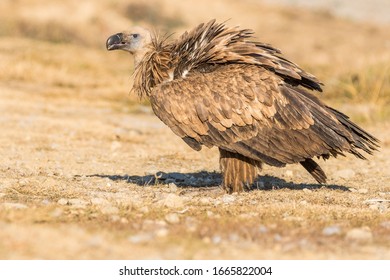 A Griffon Vulture (Gyps Fulvus)