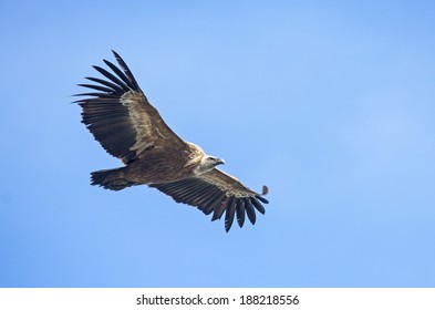 Griffon Vulture (Gyps Fulvus).