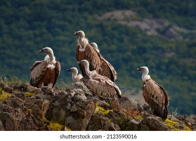 Griffon Vulture, Gyps fulvus, big birds of prey sitting on rocky mountain, nature habitat, Madzarovo, Bulgaria, Eastern Rhodopes. Wildlife from Balkan. Wildlife scene from nature. Blue flower on rock.
