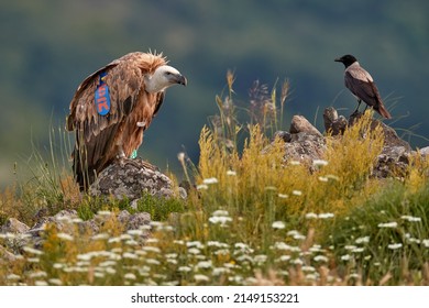 Griffon Vulture, Gyps Fulvus, Big Birds Of Prey Sitting On Rocky Mountain, Nature Habitat, Madzarovo, Bulgaria, Eastern Rhodopes. Wildlife From Balkan. Wildlife Scene From Nature. Blue Flower On Rock.