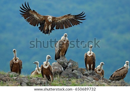 Griffon Vulture, Gyps fulvus, big birds of prey sitting on the stone on rocky mountain, nature habitat, Madzarovo, Bulgaria, Eastern Rhodopes. Wildlife scene from Balkan.