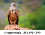 A Griffon Vulture (Gyps fulvus) with brown feathers and a bare, pale neck stands confidently on a rock. The blurred green background enhances its majestic presence and highlights its rugged details