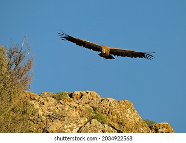 Griffon Vulture (Gyps fulvus), Crete