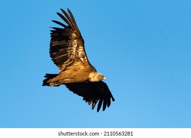 A Griffon Vulture Gyps Fulvus Flying