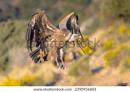 Griffon vulture (Gyps fulvus) flying and preparing for landing in Spanish Pyrenees, Catalonia, Spain, April. This is a large Old World vulture in the bird of prey family Accipitridae. 