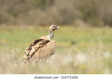 Griffon Vulture - Gyps fulvus, large brown white headed vulture. A group of vultures eating a death calf in a carronade