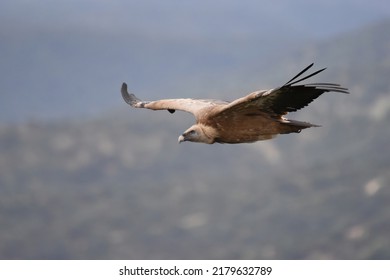 The Griffon Vulture (Gyps Fulvus) Is A Large Old World Vulture