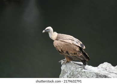 The Griffon Vulture (Gyps Fulvus) Is A Large Old World Vulture