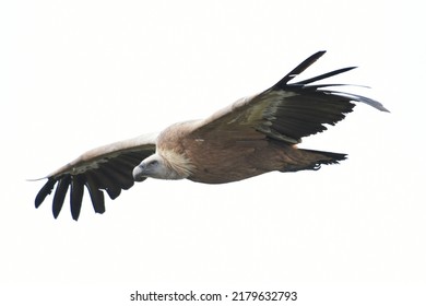 The Griffon Vulture (Gyps Fulvus) Is A Large Old World Vulture