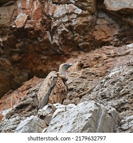 The Griffon Vulture (Gyps Fulvus) Is A Large Old World Vulture