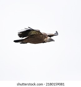 The Griffon Vulture (Gyps Fulvus) Is A Large Old World Vulture