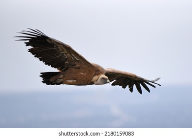 The Griffon Vulture (Gyps Fulvus) Is A Large Old World Vulture