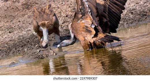 Griffon Vulture  Gyps Fulvus At  Monfragüe National Park  SPA  ZEPA  Biosphere Reserve  Cáceres Province  Extremadura  Spain  Europe