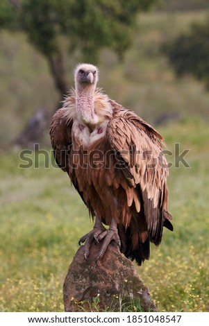 ortrait of a young vulture