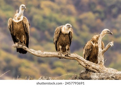 Griffon Vulture (Gyps fulvus) on feeding station - Powered by Shutterstock