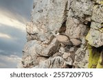 Griffon vulture (Gyps fulvus) perched on rocks, in MonfragÃ¼e natural park, Extremadura, Spain. Horizontal photo with selective focus
