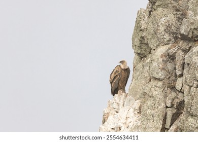 Грифон стервятник (Gyps fulvus) сидел на скалах, в MonfragAnavar 1/4e природный парк, Эстремадура, Испания. Горизонтальная фотография с избирательным фокусом