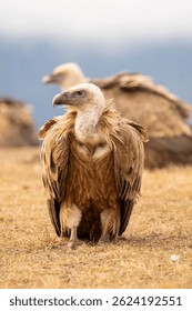 Грифон стервятник (Gyps fulvus) фотографируется в Испании
