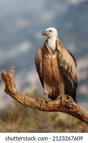Griffon Vulture (Gyps fulvus) young