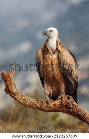 Griffon Vulture (Gyps fulvus) young