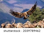 The griffon vulture is an immense and unmistakable raptor, with a wingspan of more than 2.5 m and a weight of 6-9 kg, this scavenger is one of the most voluminous birds in Europe