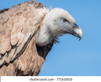 Griffon Vulture High Res Stock Images Shutterstock