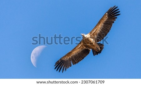 griffon vulture monfrague nationalparc spain