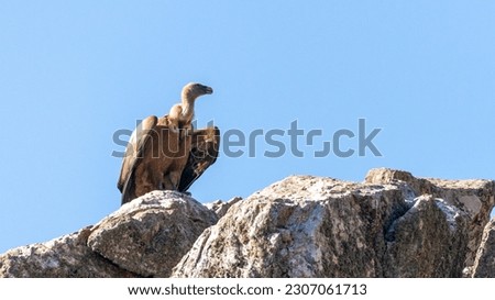 griffon vulture monfrague nationalparc spain