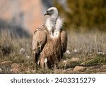 a griffon vulture in the mountains of spain