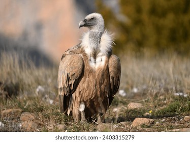 a griffon vulture in the mountains of spain