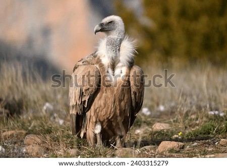 a griffon vulture in the mountains of spain