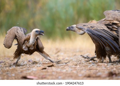 Griffon Vulture in Monfragüe National Park