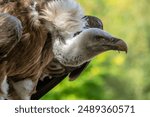 Griffon vulture perched on the ground eating carrion with its stunning plumage on green forest background