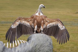 Griffon Vulture Spreads Its Wings On A Modulated Carrion, Gyps Fulvus