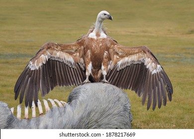 Griffon vulture spreads its wings on a modulated carrion, Gyps fulvus