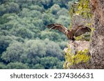 Griffon vulture with wings spread on a cliff