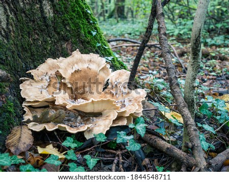 Grifola frondosa also known as hen of the woods growing at the base of a tree in the forest. Grifola frondosa is a polypore mushroom