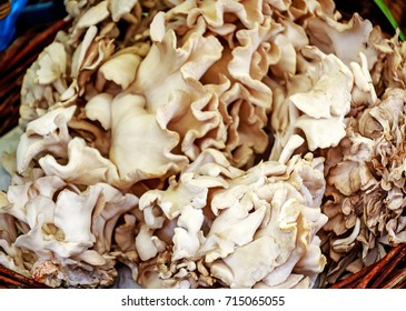 The Grifola Frondosa, Or Maitake Mushroom Is Commonly Known As Hen Of The Woods, Ram's Head Or Sheep's Head.