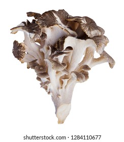 Grifola Frondosa Mushroom Commonly Known As Hen Of The Woods, Hen-of-the-woods, Ram's Head Or Sheep's Head. Maitake Mushroom Isolated On White Background.