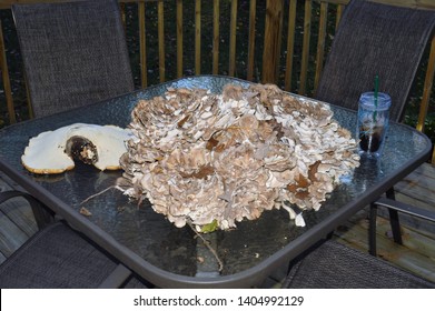 Grifola Frondosa Is A Polypore Mushroom That Grows In Clusters At The Base Of Trees, Particularly Oaks. Hen Of The Woods, Hen-of-the-woods, Ram's Head And Sheep's Head, Mitake