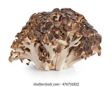 Grifola Frondosa, Sheep's Head Mushroom (maitake Mushroom) Isolated On White Background.