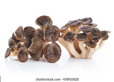 Grifola Frondosa, Sheep's Head Mushroom (maitake Mushroom) Isolated On White Background.