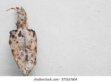 Grilled dry squid - Shutterstock ID 373167604