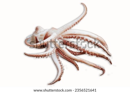 Grilled fresh squid tentacles on a white background                               